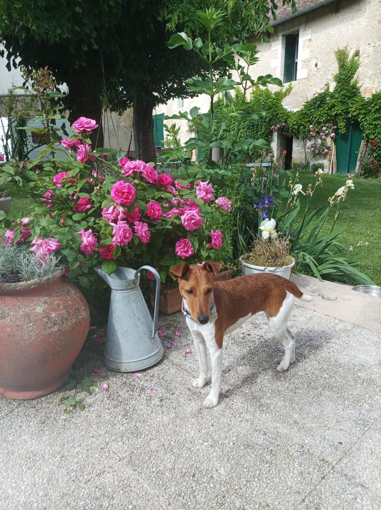 Vatan Le Relais Des Roses- Chambres D'Hotes מראה חיצוני תמונה